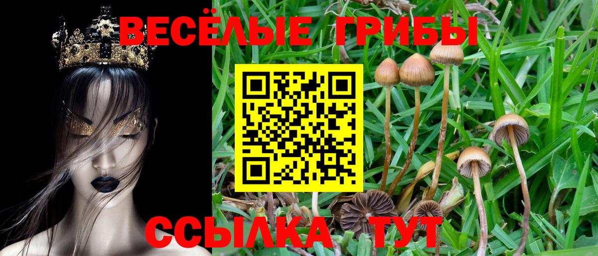 Галлюциногенные грибы Psilocybe Аргун